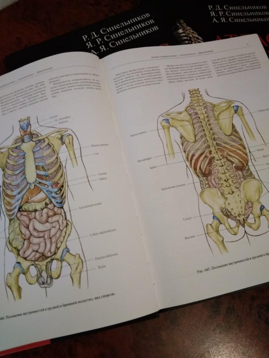 Анатомия москва. Синельников атлас анатомии человека 2020. Атлас анатомии человека профессора Синельникова. Атлас по анатомии человека Синельников. Синельников р д атлас анатомии человека.