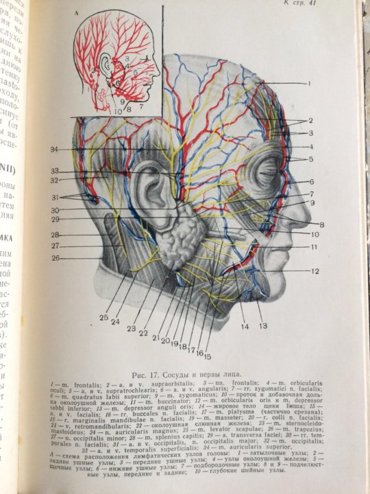 Оперативная хирургия и топографическая. Topography Anatomy author Карпов.с м.