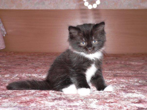 Котята с белыми лапками. Шотландская вислоухая черный биколор. Шотландский кот черный с белым. Британский кот чёрный с белой грудкой. Британские котята черно белые.