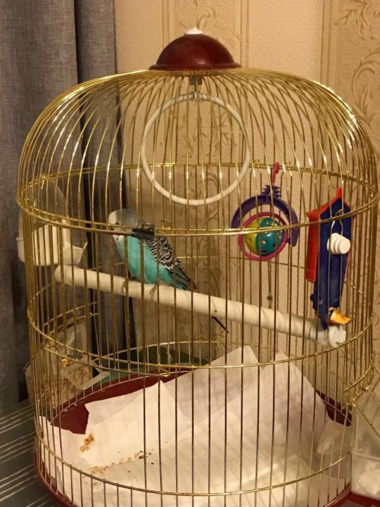 Как выбрать клетку для волнистого попугая – 10 правил