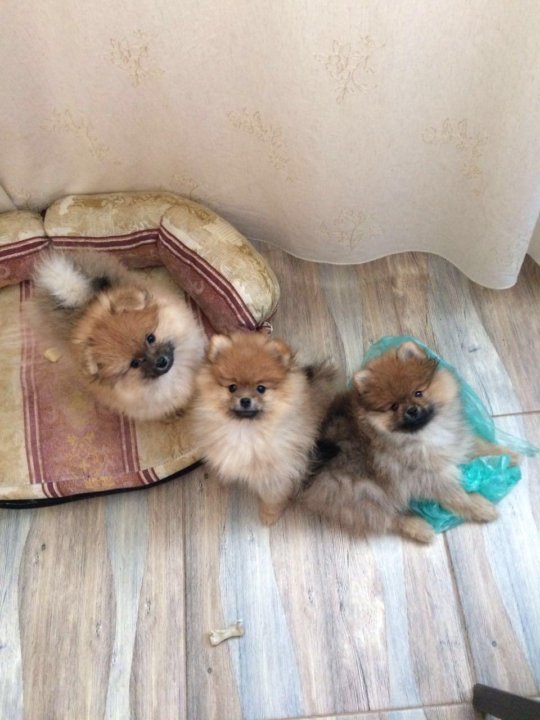 Переход к взрослой пище