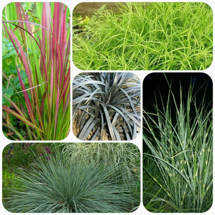 Дарудар растение комнатное. Сингониум триколор ред. Авито курск растения. Домашний цветок в курске. Сигнониум рэд спот триколр.