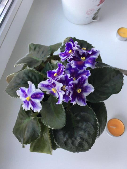 Фиалка царь горох. Сенполия царь горох. Сенполия царь горох. Ват царь горох фиалка. Ват маяк фиалка химера.