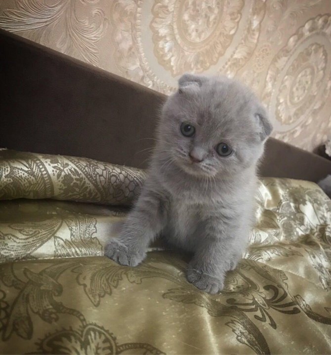 Купить Котенка В Саратове С Фото Авито