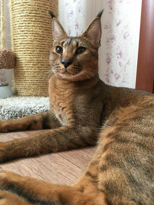 Каракет Кошка Цена Фото