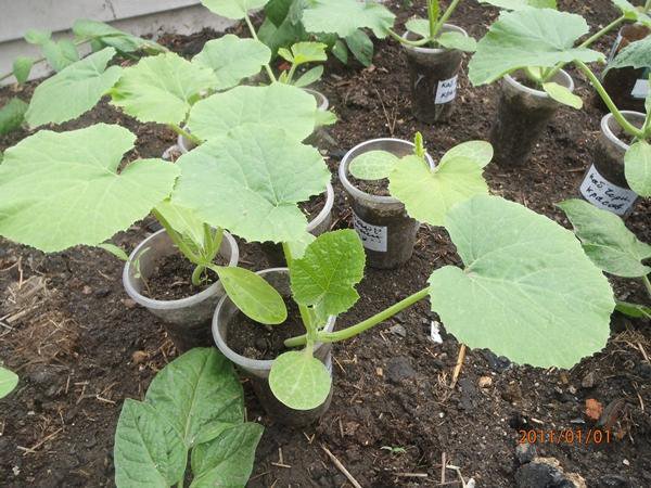 рассада патиссонов. рассада патиссонов. рассада огурцов 3 листика. рассада кабачков в стаканчике. рассада огурцов и кабачков.