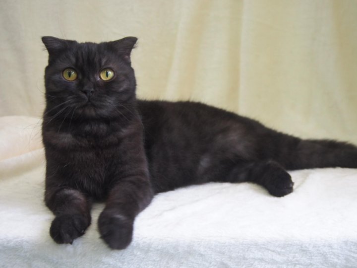 Черный шотландский кот