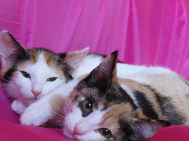 авито волжский животные