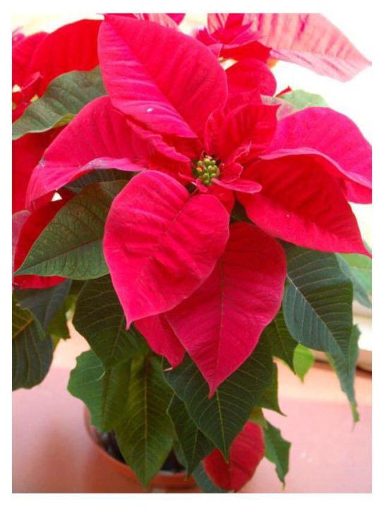 Пуансеттия euphorbia pulcherrima. Цветок пуансетия белая. Пуансеттия euphorbia pulcherrima. Молочай красивейший пуансеттия. Растение рождественское дерево.