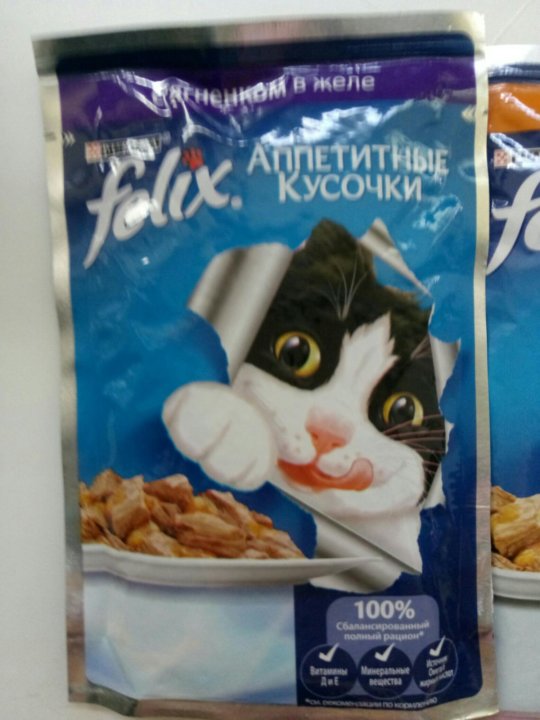 Кошка Феликс Фото
