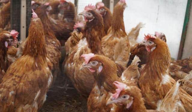 Куры несушки ногинск. Куры молодки. Куры несушки ногинск. Курицы клинцов. Сельская империя.