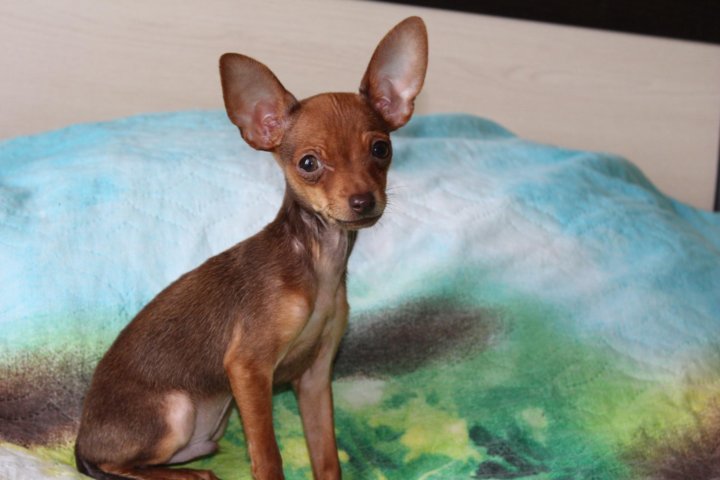 Той терьер о породе и характере плюсы и минусы. Порода той терьер плюсы и минусы. Той терьер плюсы и минусы. Чихуей. Порода той терьер плюсы и минусы.