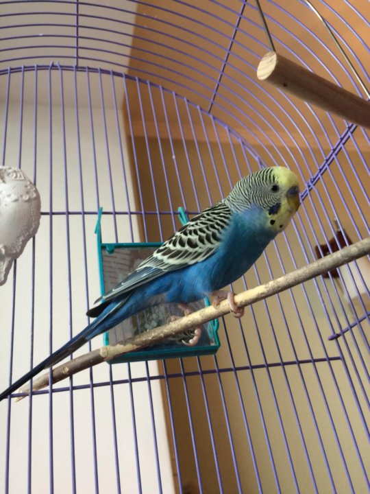 волнистый попугай зеленый в клетке. сколько живет попугай волнистый мальчик. сколько живут волнистые попугаи в домашних условиях. сколько лет живут попугаи. попугай зеленый волнистик.