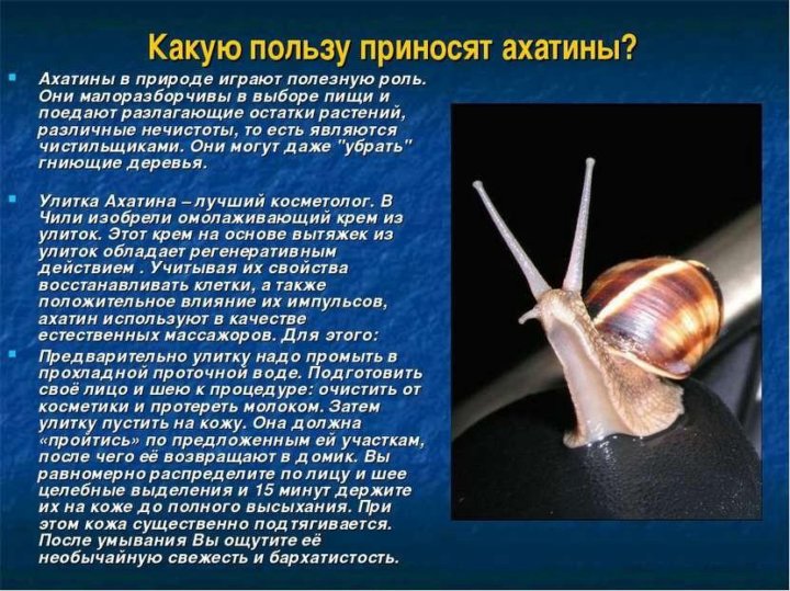 Исследовательский проект улитки ахатины