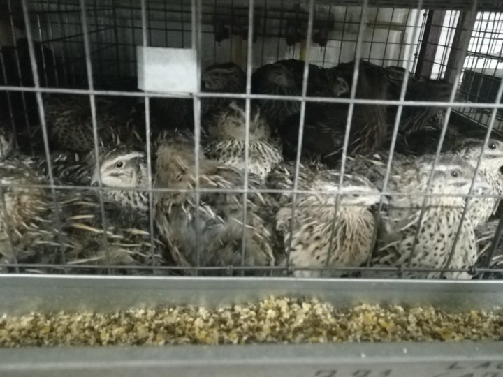 канадские перепела несушки. перепела несушки фото. перепёлки несушки купить. перепела несушки купить. канадские перепела несушки.