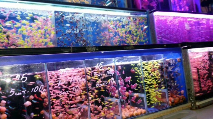 Где Купить Аквариумных Рыбок В Москве Магазины