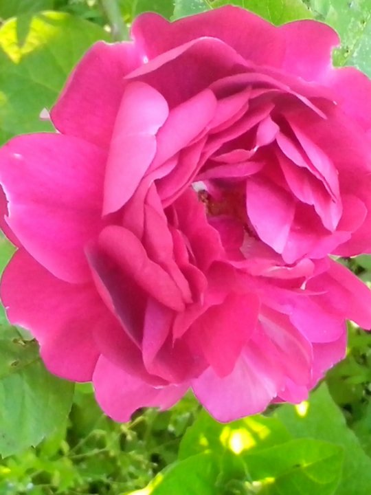 Плетистая пионовидная роза – купить в Твери, цена 400 руб., продано 14 августа 2019 – Растения и семена