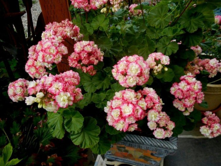 Пеларгония Apple Blossom Rosebud – купить в Раменском, цена 350 руб.,  продано 8 июля 2018 – Растения и семена