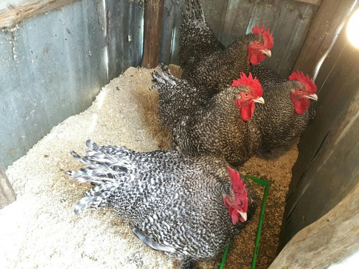 Магазин Кукушка В Липецке
