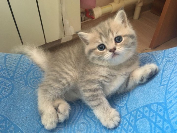 Авито Балаково Купить Котенка С Фото