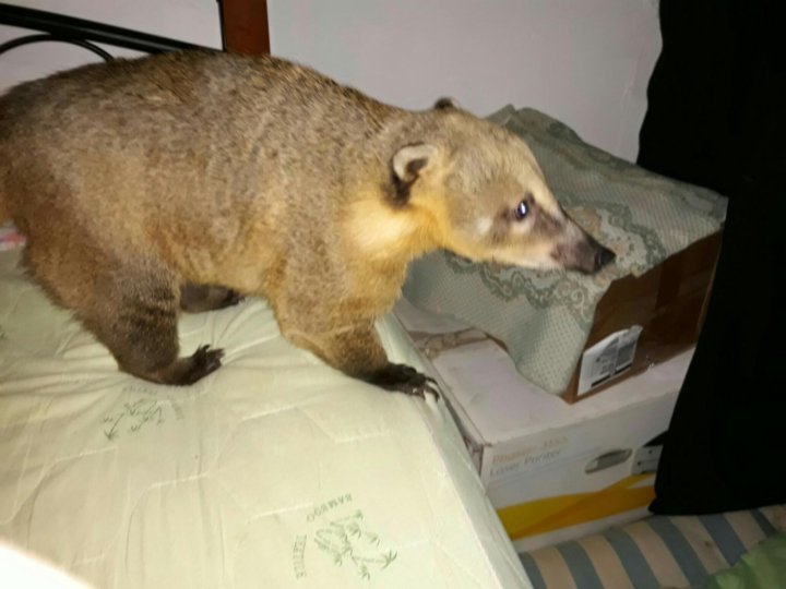 Носухи (они же коати)