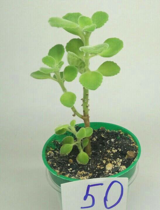 Plectranthus tomentosa