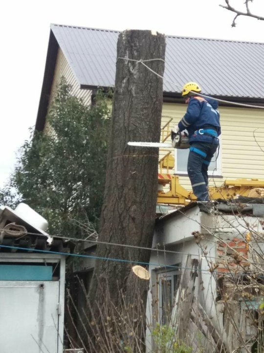 Спил деревьев краснодар. Кронирование деревьев. Спил деревьев Туапсе. Спил дерева фото. Спил деревьев реклама.