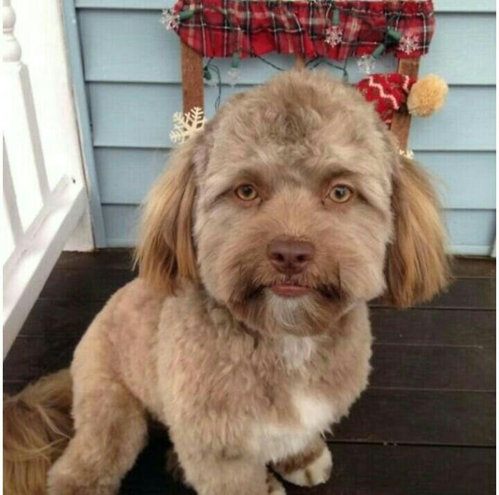 ши тцу южно сахалинск