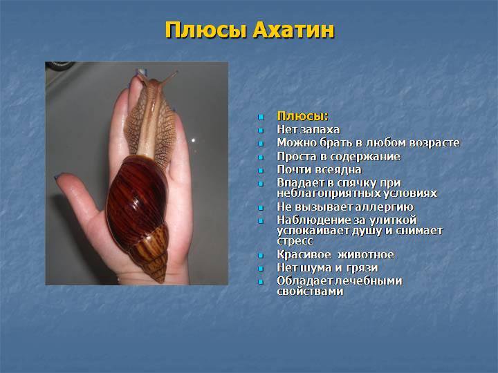 Исследовательский проект улитки ахатины