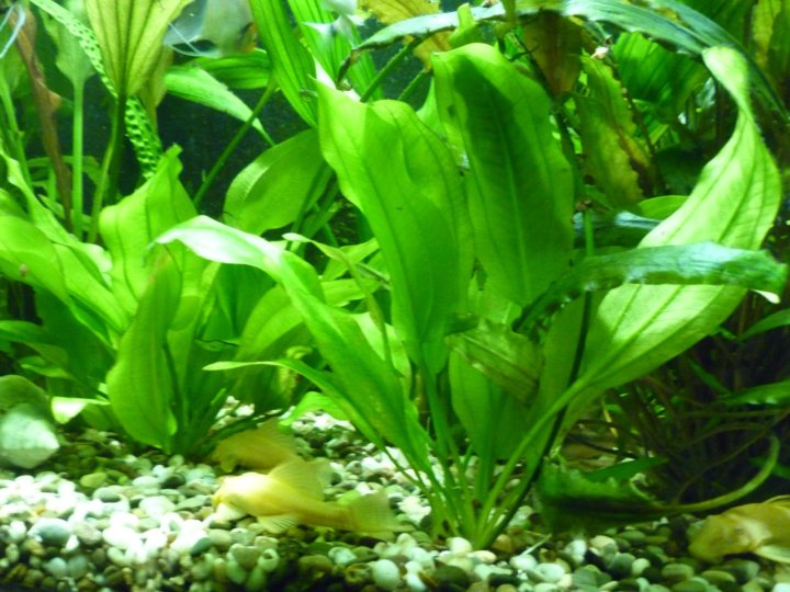 эхинодорус блехера (echinodorus bleheri)*. эхинадора с блехера. эхинодорус блехера аквариумное растение. эхинодорусы блехера. эхинодорус блехера аквариумное.