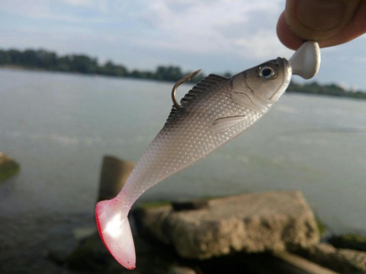 Приманка живец. Снасточка драшковича. Малек щуки. Приманка живец. Снасточка джардина.