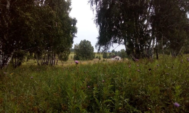 днт березовая роща