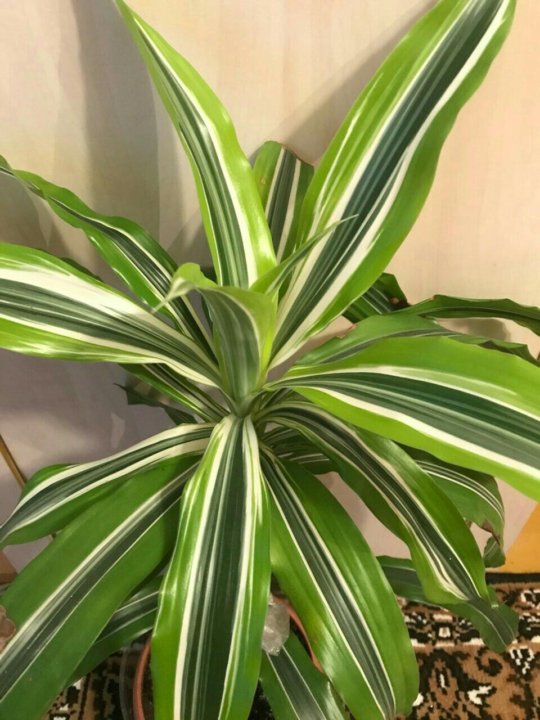 Драцена душистая. Драцена душистая Dracaena. Пальма Драцена душистая. Драцена пахучая. Драцена душистая фото.