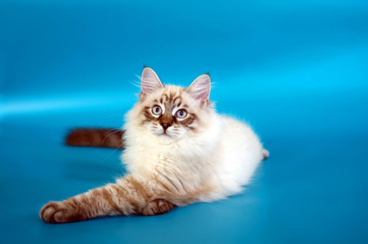 Невская Маскарадная Кошка Фото Купить