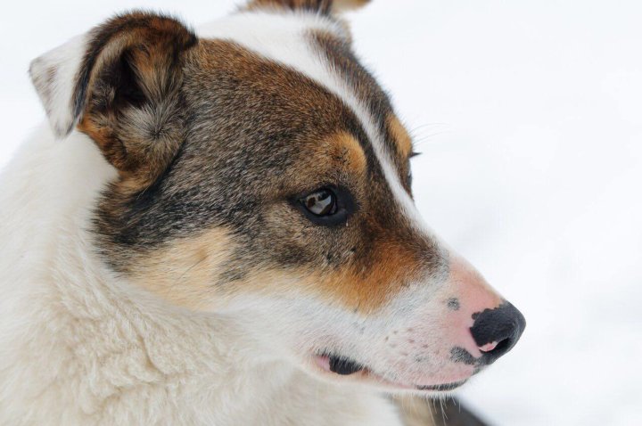 авито животные. авито сургут животные. злая чихуахуа. авито сургут животные. авито животные.