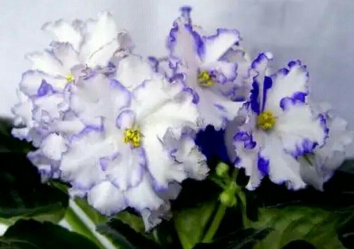 Arctic frost химера. Arctic frost (sorano). Arctic frost (sorano). Фиалка фрост. Фиалка арктик фрост.