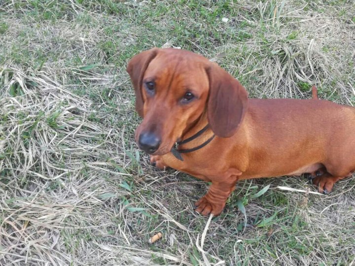 Такса вязка это как. Вязка таксы. Такса коричневая. Вязка такса в ейске. Вязка таксы.