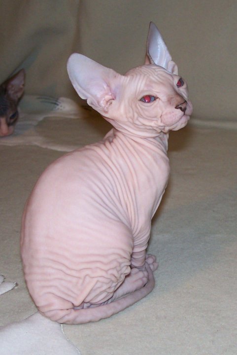 Сфинкс кошка купить