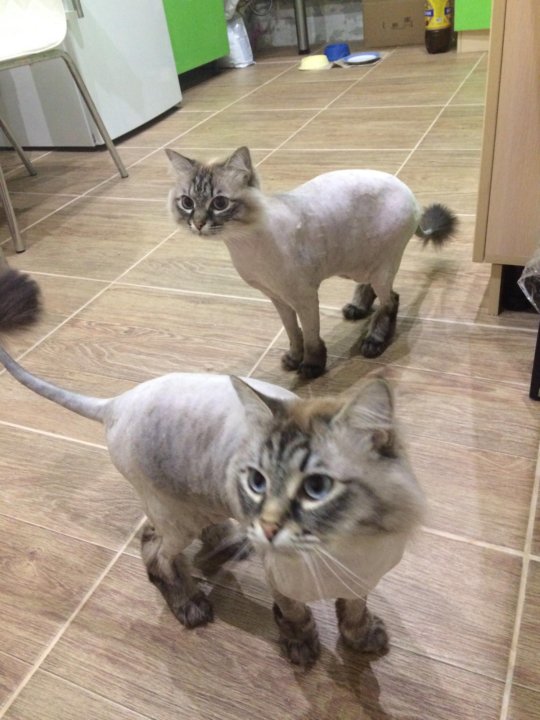 Как подстричь кота невского маскарадного