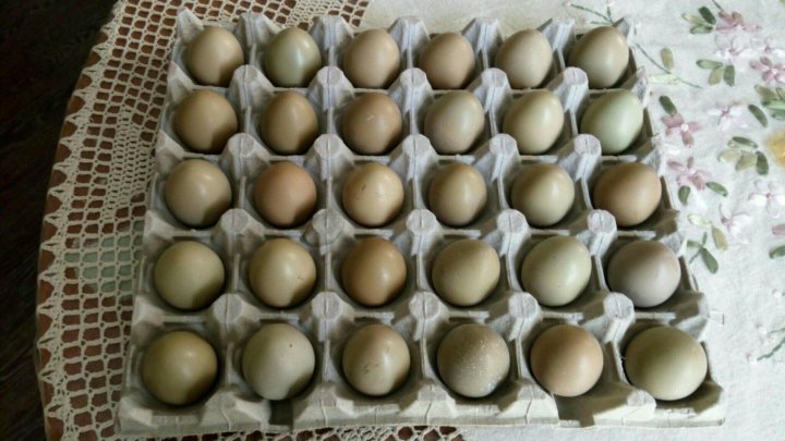Инкубационное яйцо фазана купить. Яйцо фазана инкубационное. Инкубация яиц фазана. Инкубация охотничьего фазана. Яйцо фазана румынского.