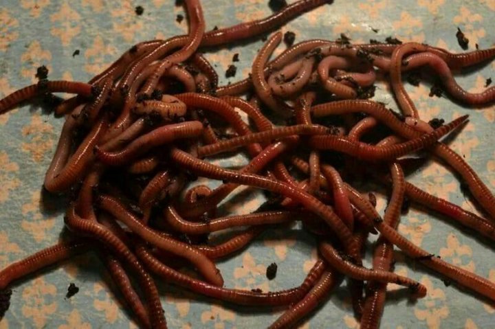 производство червя для рыбалки