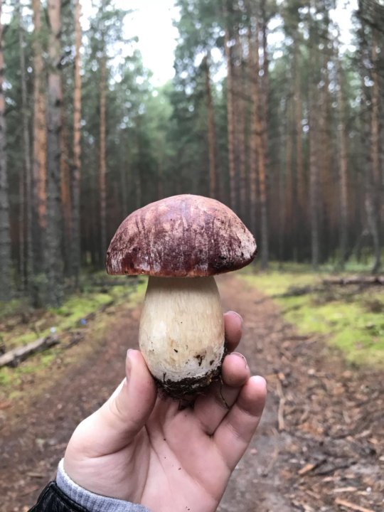 Белые Грибы В Магазине