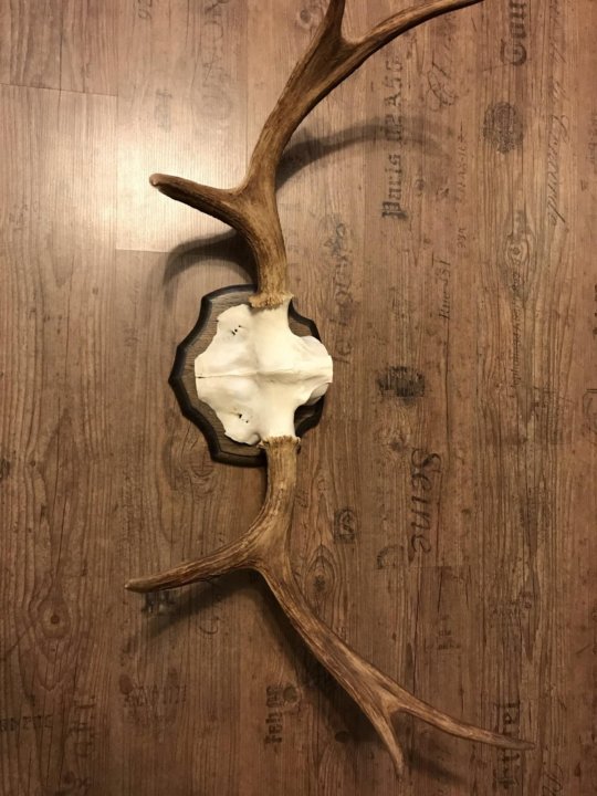 Рога лося. Рога лося на медальоне. Вешалка "рога лося". Череп лося с рогами. Лосиные рога на медальоне.