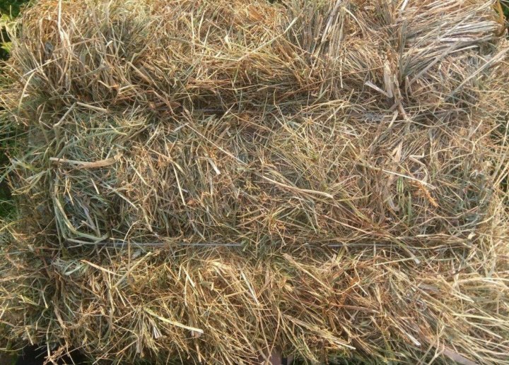 прессованное сено. солома ячменная в тюках. прессованное сено.