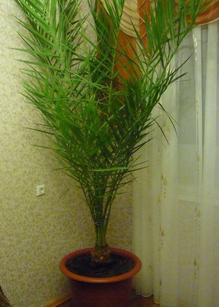 Как прорастает финиковая косточка. Финиковая пальма из косточки. Финиковая пальма семенами. Прорастание финиковой косточки. Можно ли вырастить финик из косточки сушеного.