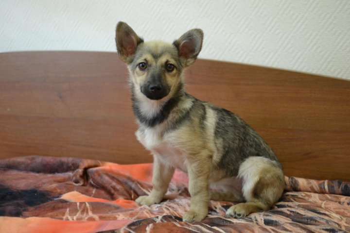 Братцы кролики челябинск. Птичий рынок старый оскол. Полтавское серебро и калифорния. Груминг старый оскол кошки. Братцы кролики череповец.