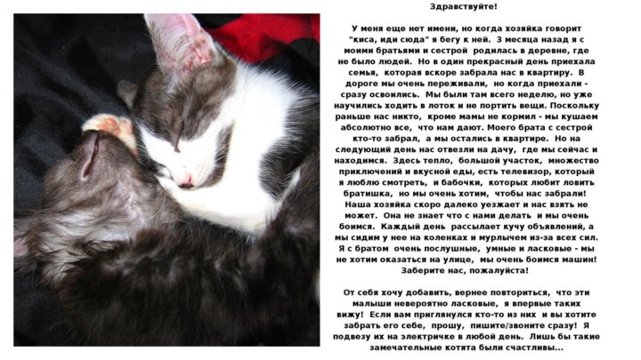 Котенок кис кис иди на ручки текст