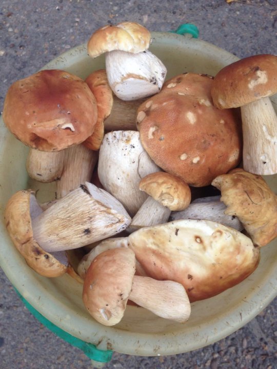 вареные белые грибы. вареные подосиновики. грибы белые мороженные. грибы белые отварные. грибы белые отварные.