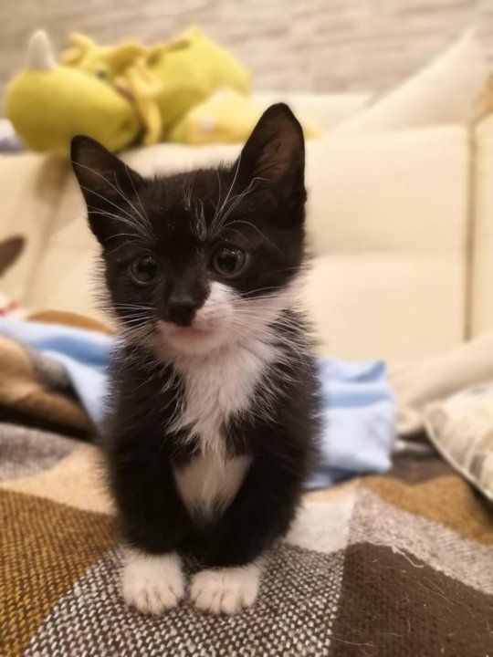Черно-белый котенок – купить в Москве, цена 10 руб., продано 18 сентября  2018 – Кошки