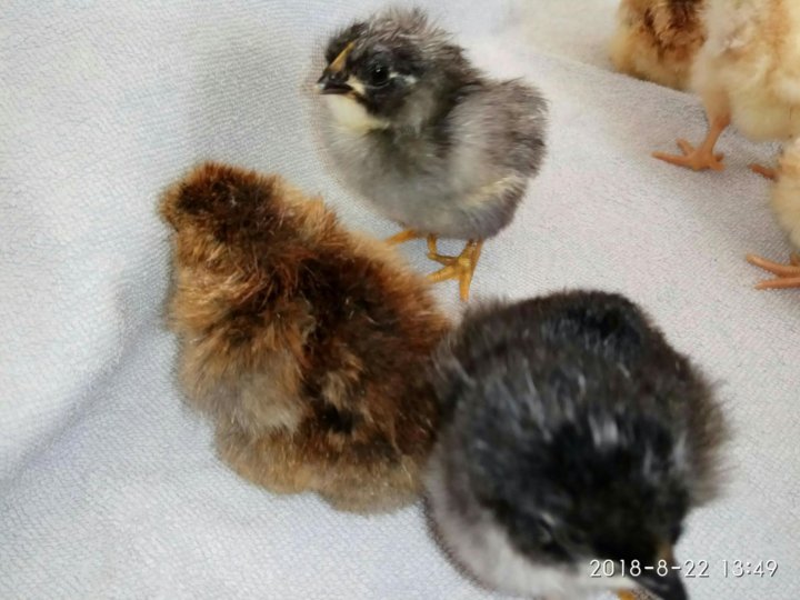 Суточные цыплята – купить в Санкт-Петербурге, цена 50 руб., продано 15  сентября 2018 – Птицы